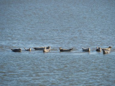 Alman baltrum Adası