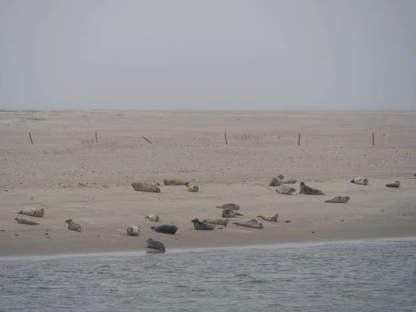 Die Deutsche Insel Baltrum — Stockfoto