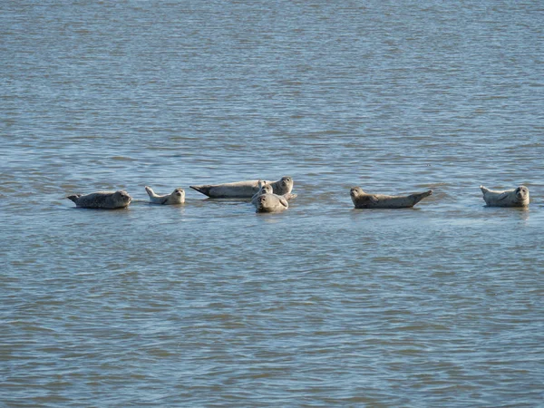 Isla Alemana Baltrum — Foto de Stock