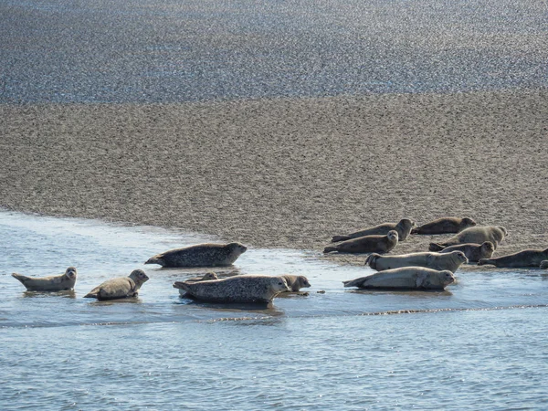 Isla Alemana Baltrum — Foto de Stock