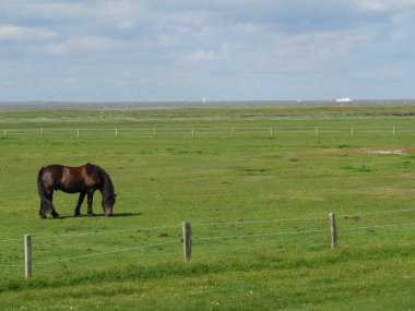 Almanya'da baltrum adası