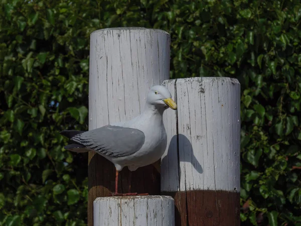 Die Deutsche Nordseeinsel Baltrum — Stockfoto