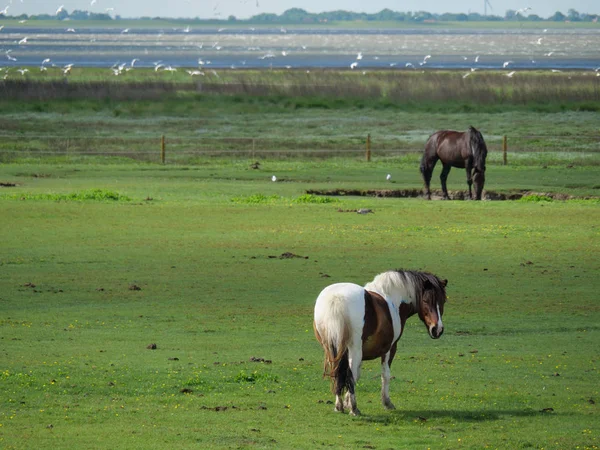 Die Insel Baltrum Deutschland — Stockfoto