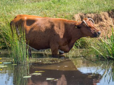 Hollanda'da ulft küçük bir kasaba
