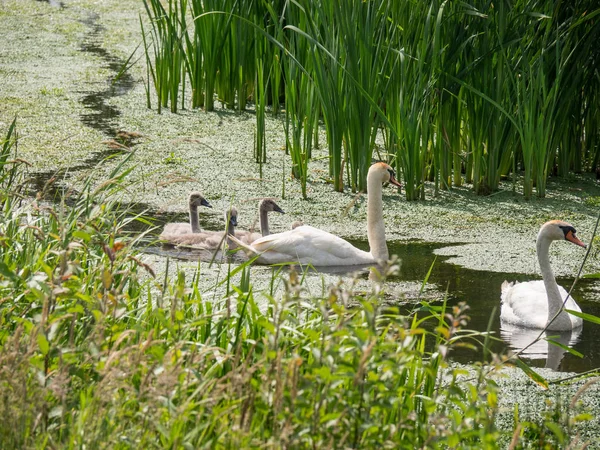 Den Lilla Staden Ulft Nederländerna — Stockfoto