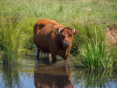 Hollanda'da ulft küçük bir kasaba