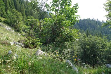 Alman ve Avusturya Alpleri'nde yaz yürüyüşü