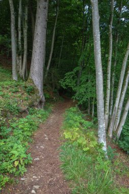 Alman ve Avusturya Alpleri'nde yaz yürüyüşü