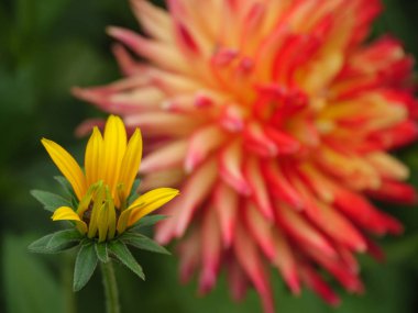 Bir Alman bahçesinde yaz mevsimi