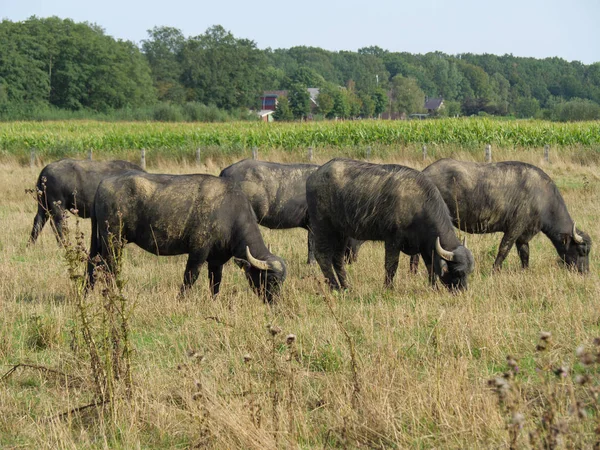 Watermill Buffalos Netherlands — Stock Photo, Image