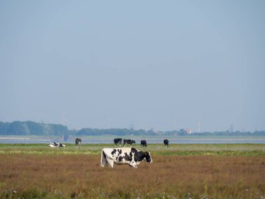 Almanya'da nehir ems de ditzum köyü