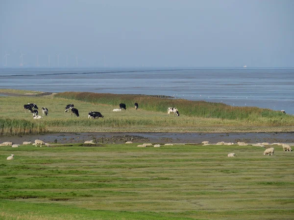 Almanya'da nehir ems de ditzum köyü