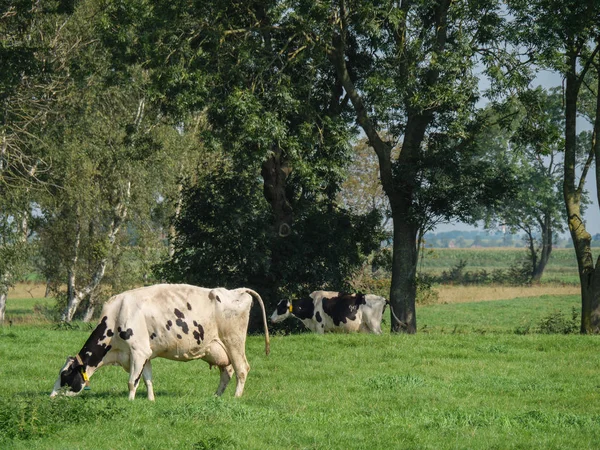 Het Dorp Ditzum Aan Rivier Ems Duitsland — Stockfoto