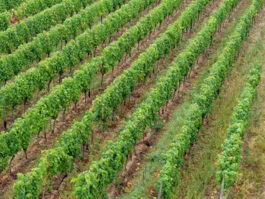 Almanya'da Bingen yakınlarındaki ren nehri