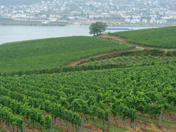 Rhin Allemagne Près Bingen — Photo