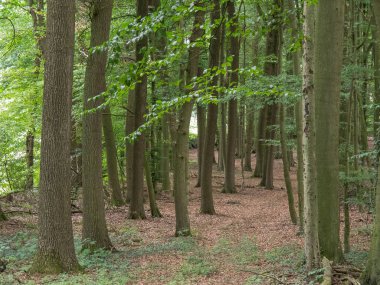 Billerbeck yakınlarındaki Alman baumberge'de yürüyüş