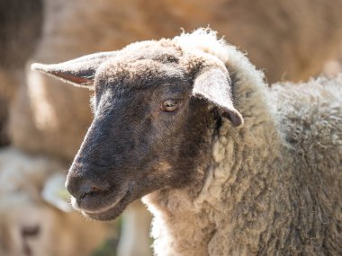 Billerbeck yakınlarındaki Alman baumberge'de yürüyüş