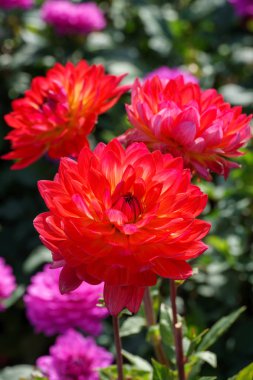 Alman Muensterland 'inde yaz sonu