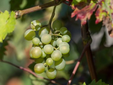 Alman Muensterland 'inde yaz sonu