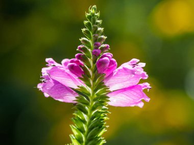 Alman Muensterland 'inde yaz sonu