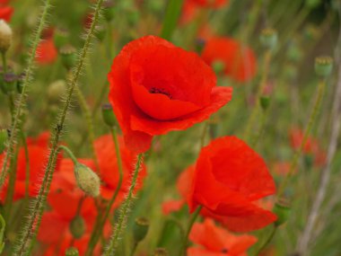 Alman Westphalia 'sında yaz mevsiminde gelincikler