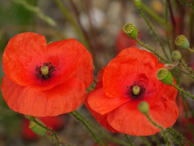 Alman Westphalia 'sında yaz mevsiminde gelincikler