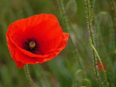 Alman Westphalia 'sında yaz mevsiminde gelincikler