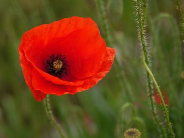 Alman Westphalia 'sında yaz mevsiminde gelincikler