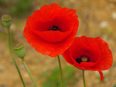 Alman Westphalia 'sında yaz mevsiminde gelincikler