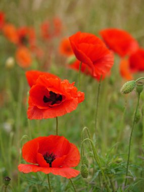 Alman Westphalia 'sında yaz mevsiminde gelincikler