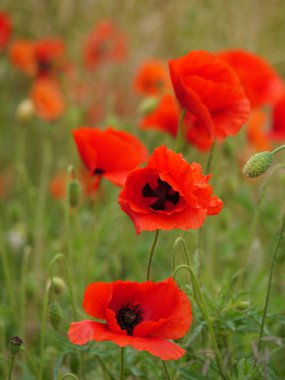 Alman Westphalia 'sında yaz mevsiminde gelincikler