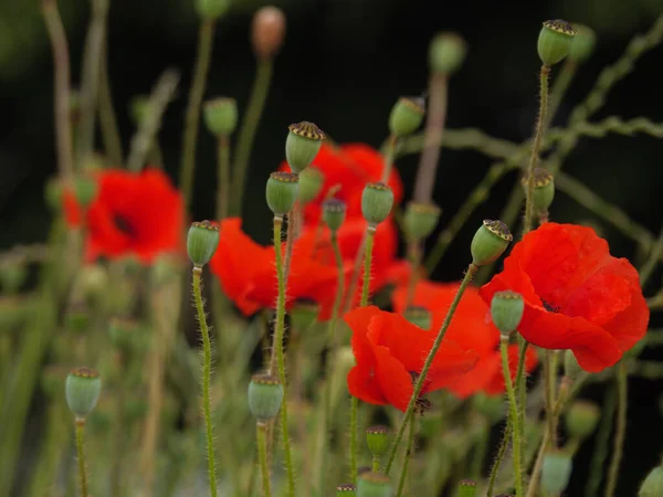 Amapolas Hora Verano Westfalia Alemana — Foto de Stock