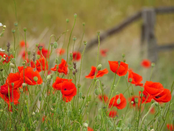 Klaprozen Zomer Duitse Westfalen — Stockfoto