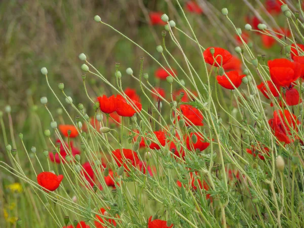 Amapolas Hora Verano Westfalia Alemana — Foto de Stock