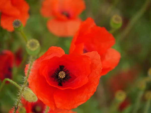 Amapolas Hora Verano Westfalia Alemana — Foto de Stock