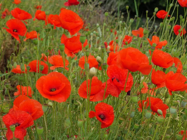 Klaprozen Zomer Duitse Westfalen — Stockfoto