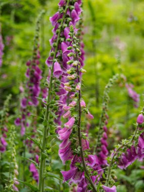 Almanya 'da yaz mevsimi