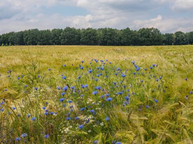 Almanya 'da yaz mevsimi