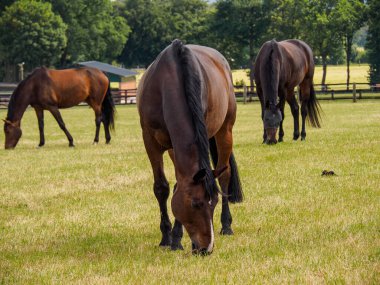 Almanya 'da yaz mevsimi