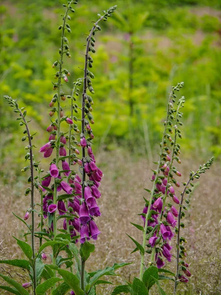 Sommerzeit Westfalen — Stockfoto