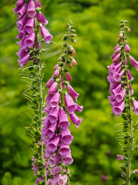 Sommerzeit Westfalen — Stockfoto