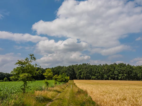 Summer Time Westphalia Germany — Stock Photo, Image