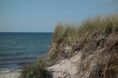 Almanya 'daki Baltık Denizi' ndeki Darss Adası.