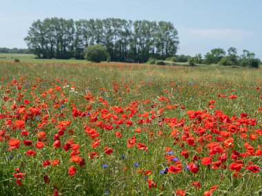 Almanya 'daki Baltık Denizi' ndeki Darss Adası.