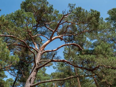 Almanya 'daki Baltık Denizi' ndeki Darss Adası.
