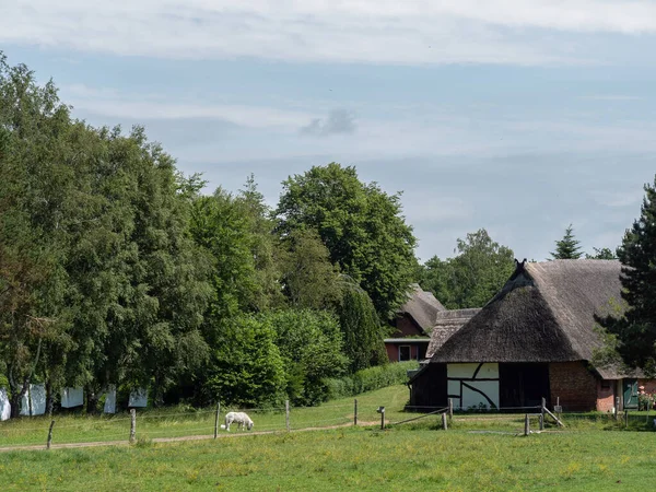 Darss Island Baltic Sea Germany — Stock Photo, Image