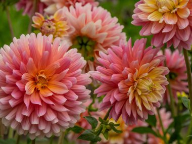 Westphalia 'daki Legden şehri.