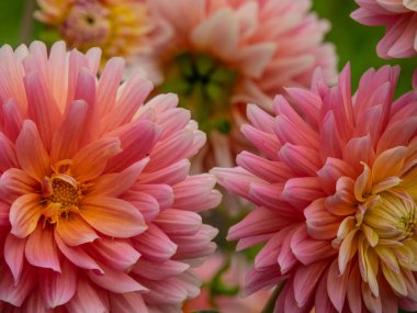 Westphalia 'daki Legden şehri.