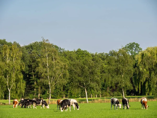 Koeien Een Molen Nederland — Stockfoto