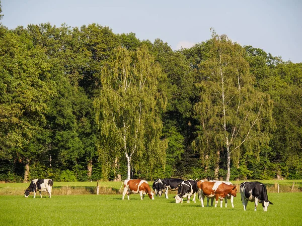 Tehenek Egy Malom Hollandiában — Stock Fotó